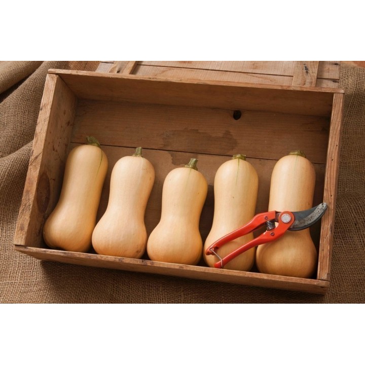 Small Fruited, Mini Butternut Squash Seeds - 1.665