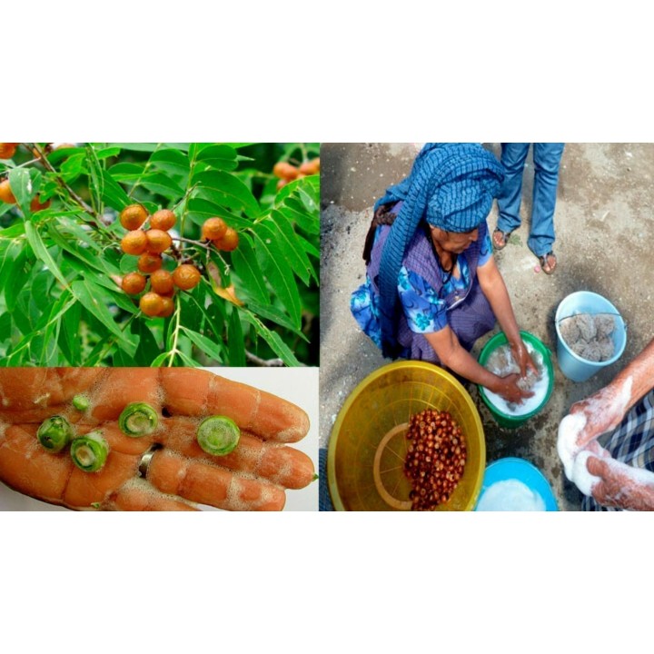 Wingleaf Soapberry Seeds (Sapindus saponaria) - 2.25