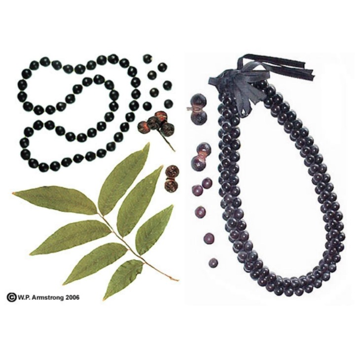 Wingleaf Soapberry Seeds (Sapindus saponaria) - 2.25