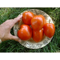 Tomato Seeds Amish Paste