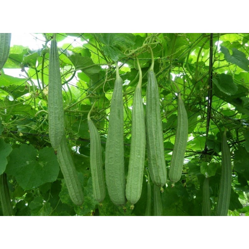 Price: €1.95 - Semillas de Dringi de la India (Luffa acutangula) - 