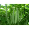 Price: €1.95 - Sementes de Bucha-de-Metro (luffa acutangula) - 