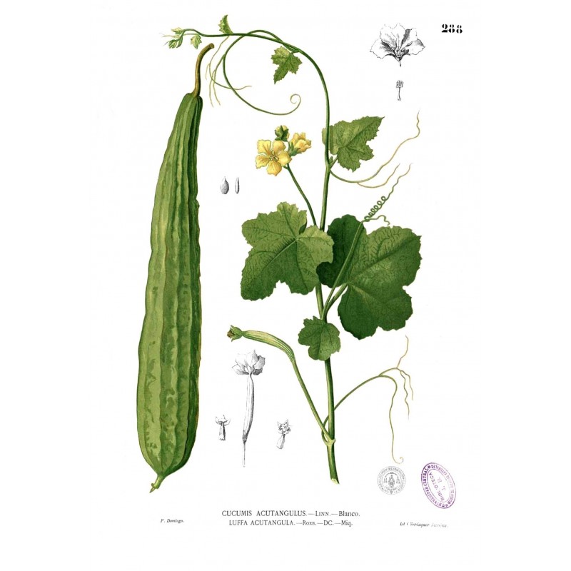 Price: €1.95 - Semillas de Dringi de la India (Luffa acutangula) - 
