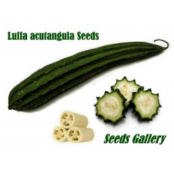 Graines de Luffa acutangula - Éponge naturelle