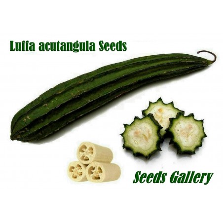 Price: €1.95 - Graines de Luffa acutangula, Éponge naturelle - 