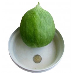 Price: €1.45 - Sementes de pepino Carosello Barattiere - Seeds Gallery