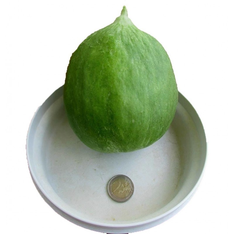 Sementes de Melon - Pepino Carosello Barattiere