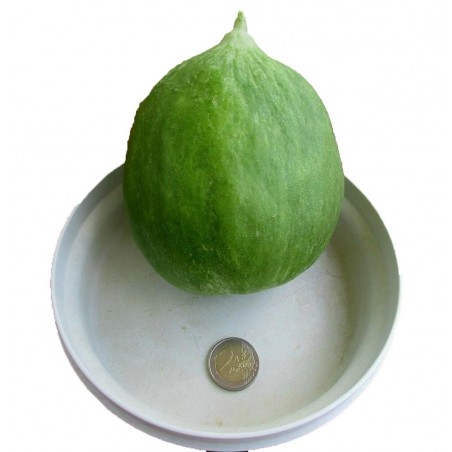 Price: €1.45 - Gurkenmelone Samen Carosello Barattiere - Seeds Gallery