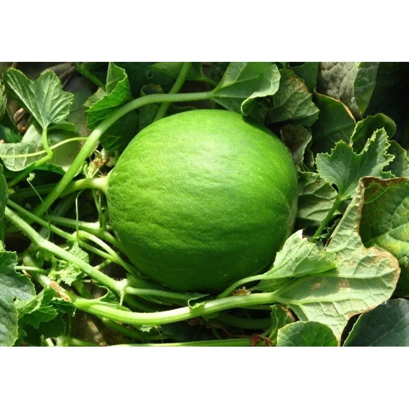 Graines de concombre des Pouilles ou Carosello Barattiere