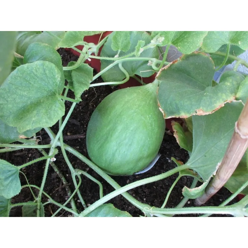 Melongurka frön Carosello Barattiere