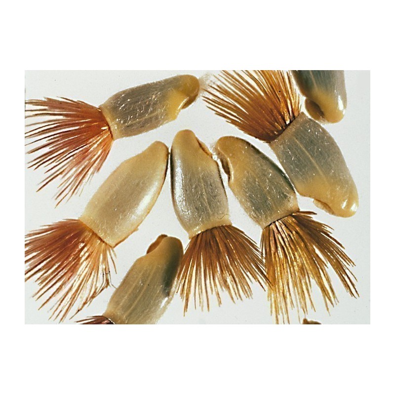 Price: €1.95 - Razlicak Seme – Jestivo Cvece (Centaurea cyanus) - 