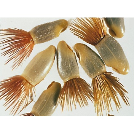 Price: €1.95 - Kornblume Samen - Essbar (Cyanus segetum) -