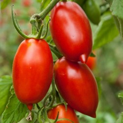 Sementes De Tomate Amish Paste