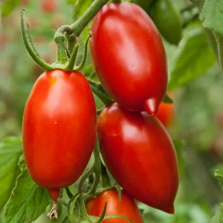 Seme Paradajza Amish Paste