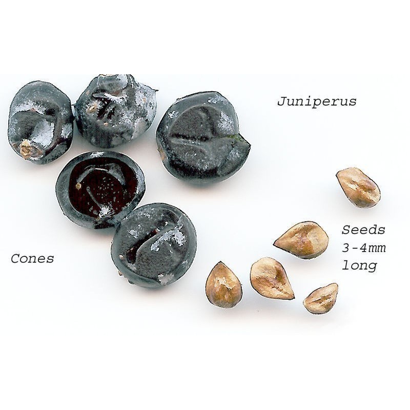 Graines de BAIES DE GENÉVRIER (Juniperus communis) | 1,95 €