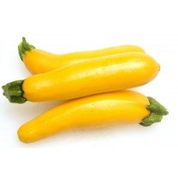 Semillas de calabacín - zucchini amarillo Plátano
