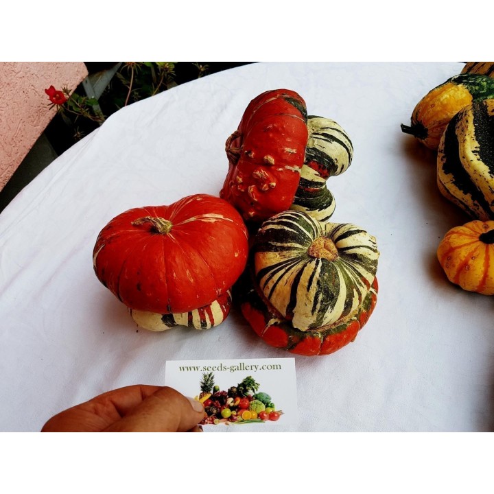 Red Turban Squash Seeds - 1.755