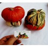 Price: €1.95 - Sementes de abóbora Turbante Turca - 