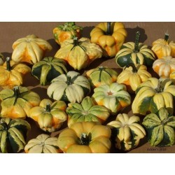 Ornamental gourd Seeds DAISY