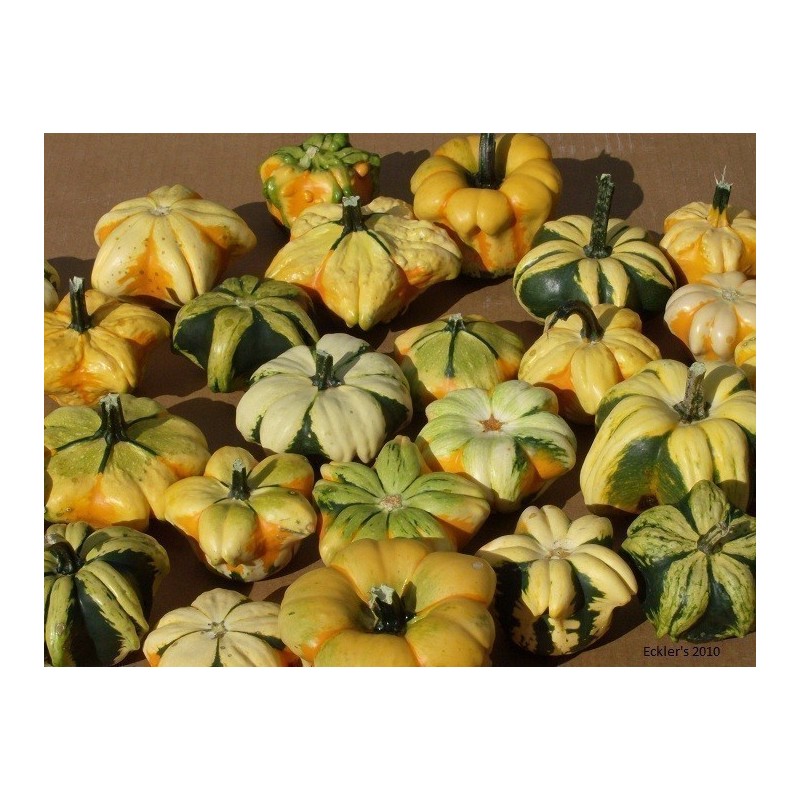 Graines de citrouille ornementales DAISY