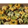 Semi di Zucca Ornamentali DAISY