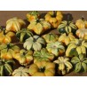 Semillas de Calabazas Decorativas DAISY | 2,05 €