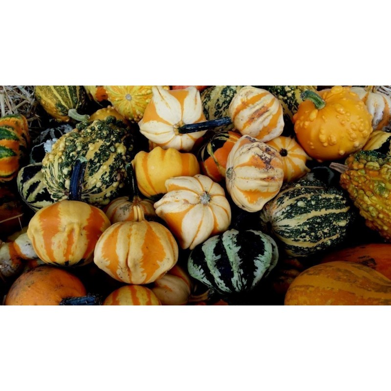 Ornamental gourd Seeds DAISY