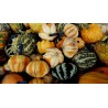 Semillas de Calabazas Decorativas DAISY | 2,05 €