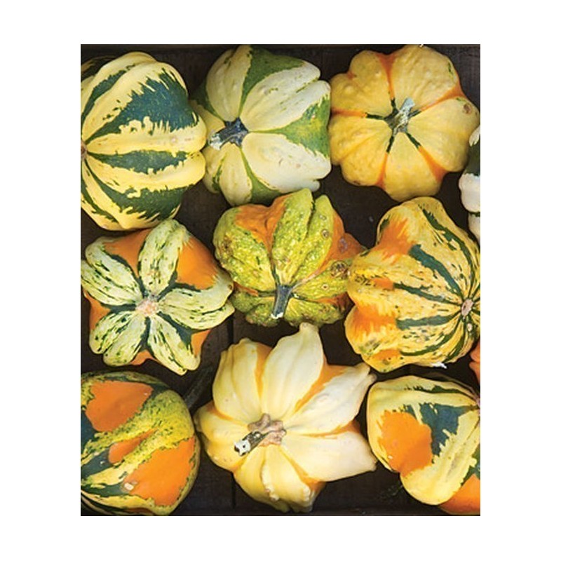 Semi di Zucca Ornamentali DAISY