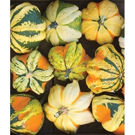 Semillas de Calabazas Decorativas DAISY | 2,05 €