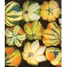 Ornamental gourd Seeds DAISY