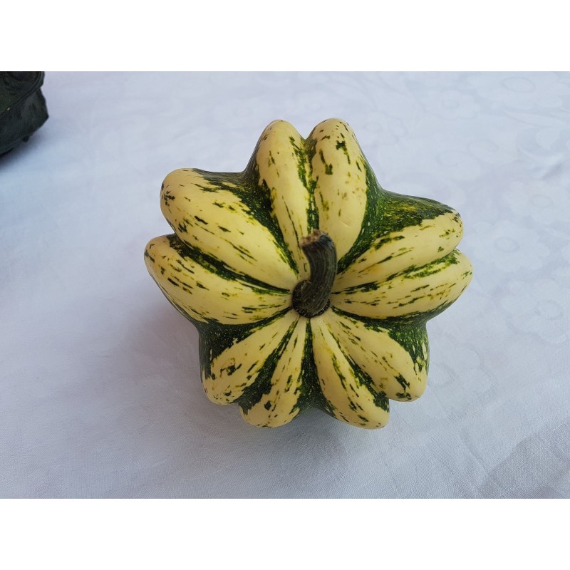 Ornamental gourd Seeds DAISY
