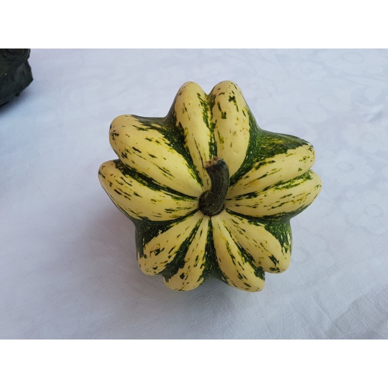Semillas de Calabazas Decorativas DAISY | 2,05 €