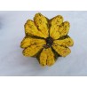Ornamental gourd Seeds DAISY