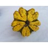 Semillas de Calabazas Decorativas DAISY | 2,05 €