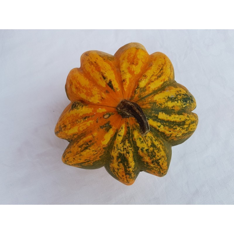 Semillas de Calabazas Decorativas DAISY | 2,05 €