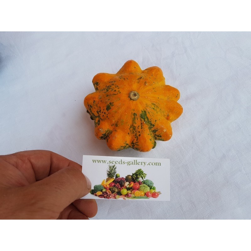 Semillas de Calabazas Decorativas DAISY | 2,05 €