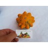 Semillas de Calabazas Decorativas DAISY | 2,05 €