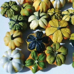 Price: €2.05 - Graines de citrouille ornementales DAISY - 