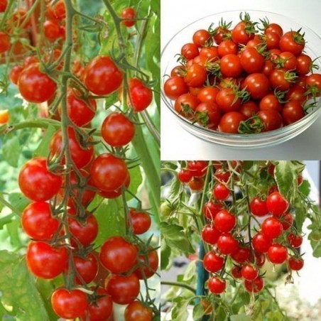 Price: €1.85 - Sementes de tomate Sweet Princess -