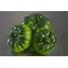 COSTOLUTO PACHINO Σικε. Ντομάτα Σπόροι Heirloom