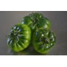 Costoluto Pachino Tomatensamen – Toamaten aus Siz.