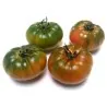 COSTOLUTO PACHINO Σικε. Ντομάτα Σπόροι Heirloom