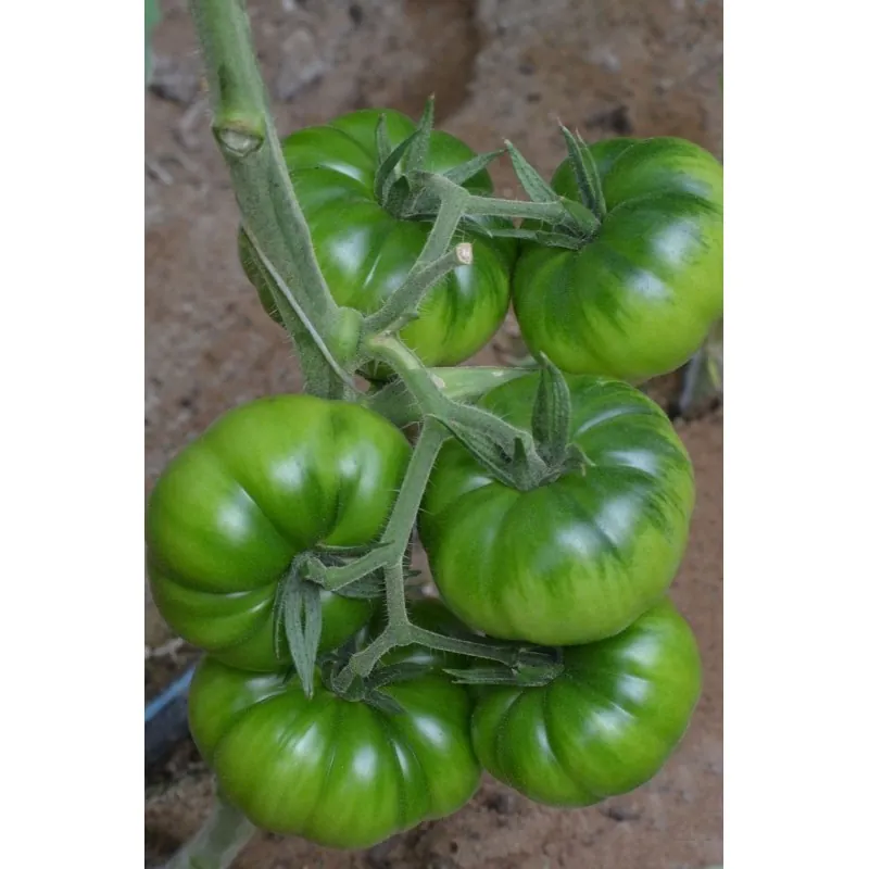 COSTOLUTO PACHINO Σικε. Ντομάτα Σπόροι Heirloom