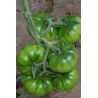 COSTOLUTO PACHINO Σικε. Ντομάτα Σπόροι Heirloom