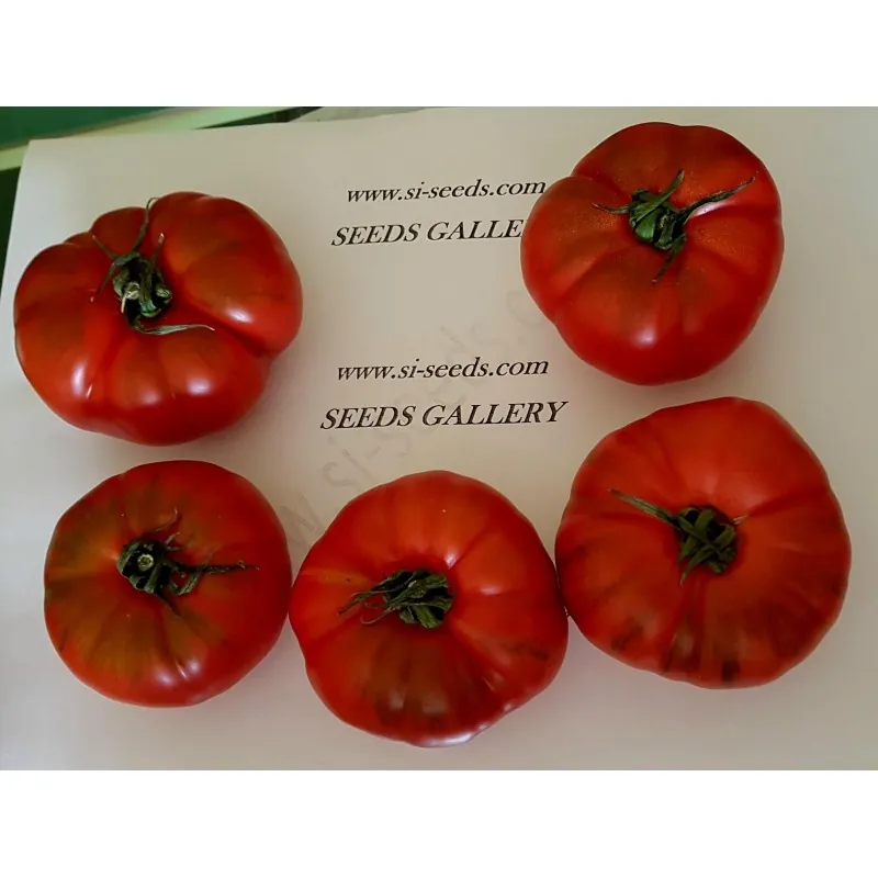 COSTOLUTO PACHINO Σικε. Ντομάτα Σπόροι Heirloom
