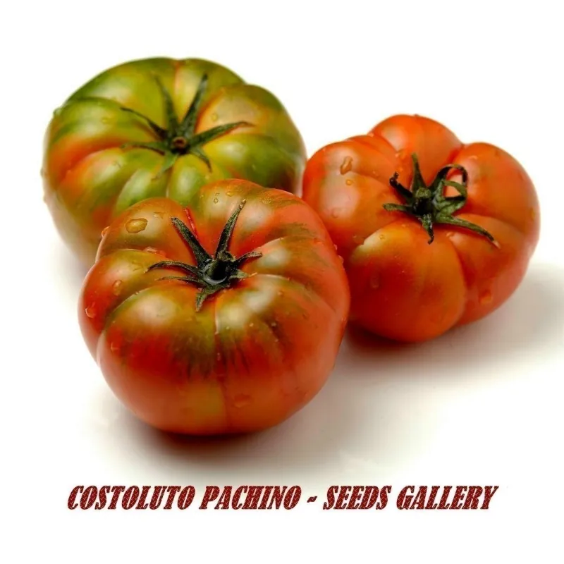 COSTOLUTO PACHINO Σικε. Ντομάτα Σπόροι Heirloom
