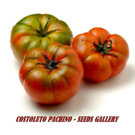 COSTOLUTO PACHINO Σικε. Ντομάτα Σπόροι Heirloom