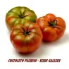 COSTOLUTO PACHINO Σικε. Ντομάτα Σπόροι Heirloom