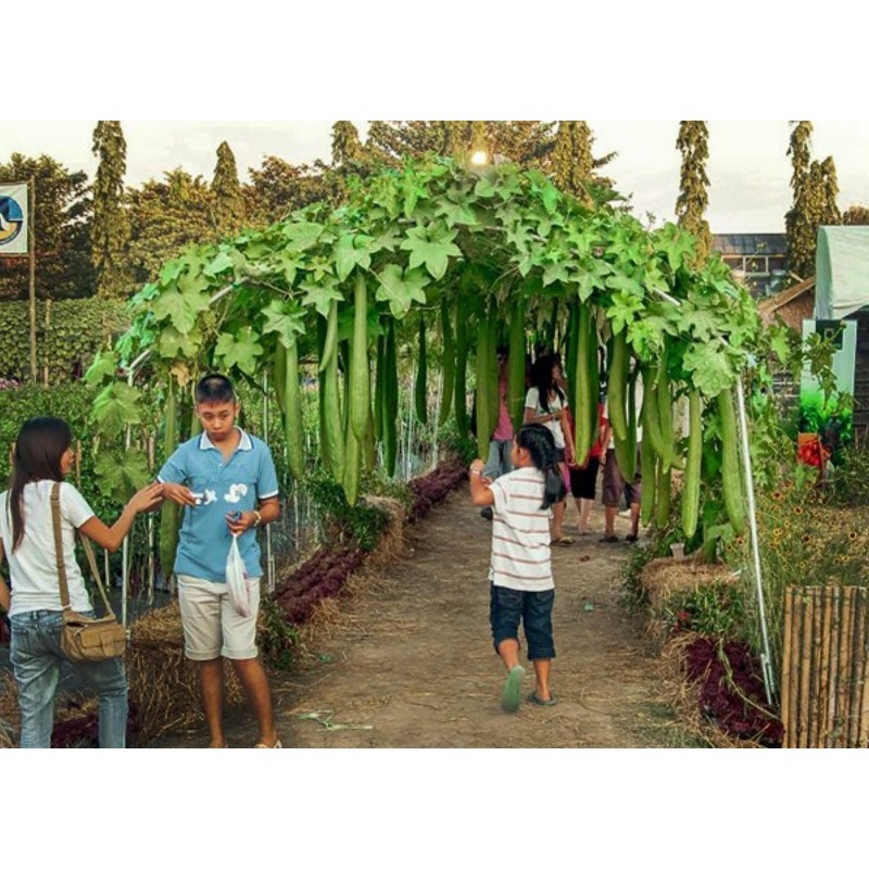 Price: €2.15 - Gourd Seeds Luffa Sponge (Luffa aegyptiaca) - 